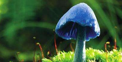 中國雙孢菇產(chǎn)業(yè)發(fā)展路在何方？