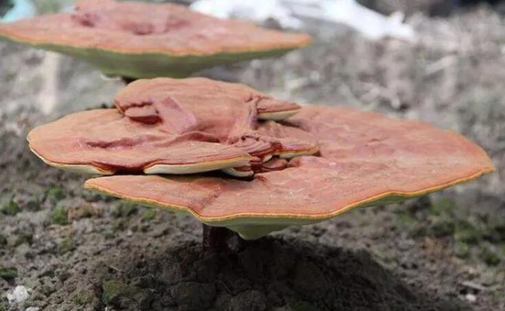 QQ截圖20220625174511.jpg QQ截圖20220625174511.jpg